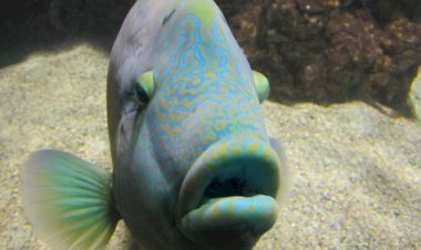 Fish with Big Lips: Fascinating Species You’ll Find in Oceans and Rivers