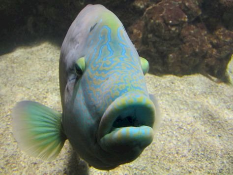 Meet the Wildest Fish with Big Lips in the Ocean