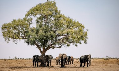 Top 20 Things to Do in Kenya: Adventures, Safaris & Culture