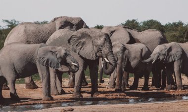 Why Laos Is Called the Land of a Million Elephants