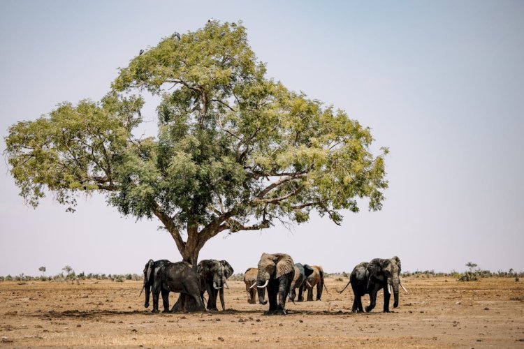 Top 20 Things to Do in Kenya: Adventures, Safaris & Culture