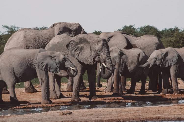 Why Laos Is Called the Land of a Million Elephants