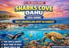 Sharks Cove Oahu (2026 Guide): Best Snorkeling Spot in Hawaii?