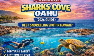 Sharks Cove Oahu (2026 Guide): Best Snorkeling Spot in Hawaii?